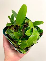 Image result for Hippocratea buchananii