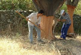 El alcornoque es uno de los árboles que más podemos ver en los campos y jardines de clima templado de todo el mundo. El Secreto Por El Cual Un Alcornoque No Sufre Cuando Le Quitan El Corcho Corcho Por Naturaleza