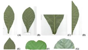 Image result for Tectona grandis