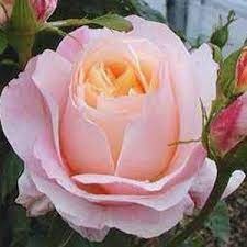 epingle sur gybrid tea rosa coloriages de douches d&#x00027;avril