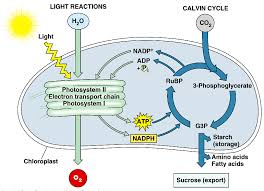 All of the following are products of cellular respiration except(1 point) water photosynthesis uses light energy to convert carbon dioxide into glucose, a simple sugar, in. Photosynthesis Diagram Quizlet