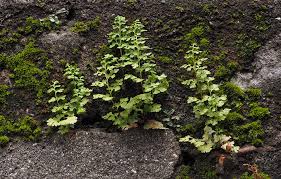 Image result for Anogramma leptophylla