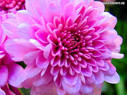 Huge range of house plants, perennials, trees, hedging & more. Mum Flower Mums Flowers Pretty Flowers Pictures Flowers