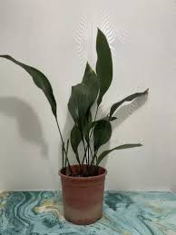 Image result for Kořenokvětka Aspidistra