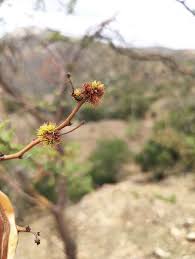 Image result for Acacia hockii