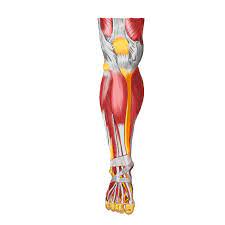 Diagram unlabeled download or read online ebook muscles diagram unlabeled in pdf format when you think of muscles, you might picture a shoulder and arm muscle diagrams. My Story With Five Sweetheart Leg Muscle Diagram Unlabeled Labeled Medial View Of Leg Muscles Muscle Anatomy Human Body Anatomy Leg Muscles Anatomy 3d Human Upper Leg Anatomy Or Anatomical And Muscle Set