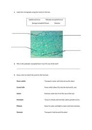 Gcse biology plant cell organisation. Plant Cell Organisation Slides And Worksheet Gcse Biology Aqa Teaching Resources