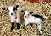 Nigerian Dwarf Goats For Sale – Nigerian Dwarf Goats For Sale