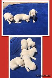 Make sure you look at the puppy photos page. White Lab Puppies Now 4 Weeks Old My White Labs