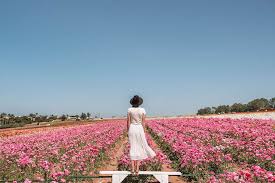 You'll find a variety of different wildflowers from early spring including milkmaids, california buttercup, wall basket, nightshade, morning glory, shooting stars, vetch, and lupine. The Best Places To See Wildflowers In Southern California