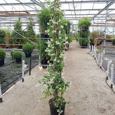 Check spelling or type a new query. Buy Climbing Star Jasmine Plants Trachelospermum Jasminoides 15 Litre Jasmine Plant Jasmine Plant Indoor Star Jasmine