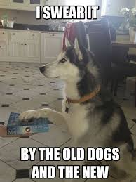 From I Am Ned Stark S Missing Head Old Dogs Game Of Thrones Funny Dire Wolf