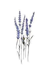 Botanical Drawings Of Lavender Met Afbeeldingen Lavendel Tatoeage Bloemen Tekenen Tatoeage Ideeen
