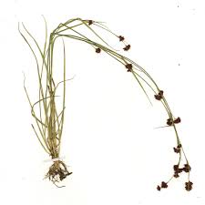 Image result for Rhynchospora brevirostris