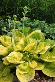 See more ideas about hostas, hosta plants, hosta gardens. The 19 Best Hosta Varieties For A Shady Yard Gardener S Path