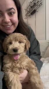 #minigoldendoodle #minigoldendoodlesoftiktok #cosmo