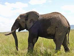 It started with a phone call. Seven elephants were reported stuck in the  mud on the community side of the 164km West Laikipia fence near Pesi. When  the Space for Giants team