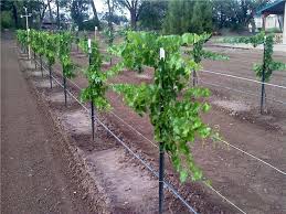 With sultana grapes, prune off most stems, leaving two to four canes unpruned so they can be 6 tips for creating the ultimate outdoor kitchen in your backyard. Scott S One Year Old Grape Vine Pictures Free Grape Growing Tips And Help To Grow Your Own Grapes Grape Vines Grape Plant Garden Vines