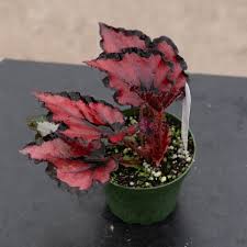 Image result for Begonia rex