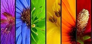 Resultado de imagen para GIRASOLES Y SENSUALIDAD