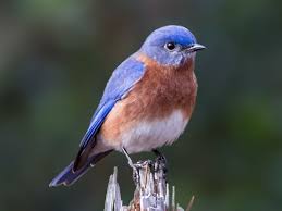 Orange birds of north america are found in many different bird groups, in the same manner as other birds of different common colours. Birds Of The World Thrushes And Allies Turdidae