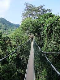 Canopy walkway the park has been developed into a famous ecotourism destination in malaysia. Datei Taman Negara Canopy Walkway Jpg Wikipedia