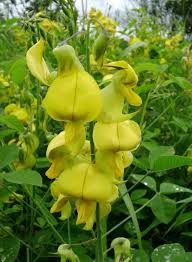 Image result for Crotalaria laburnifolia