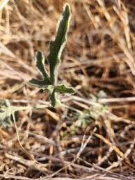 Image result for Cucumis ficifolius