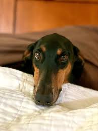 Cora : rDobermanPinscher