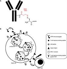 Frontiers Sensitization Of Tumors For Attack By Virus