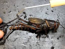 111511, alpha, animals, carapace, grasshopper, insects, patch, tile, tiling, top. Grasshopper Anatomy Part 1 Youtube
