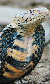 500+ wobbly life rangdoll guide. Snake Live Wallpaper For Android Apk Download