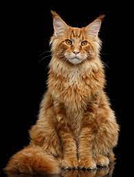 British shorthair cats are known for their round faces and fluffy, thick coats that make them very popular. Maine Coon Orange Tabby Novocom Top