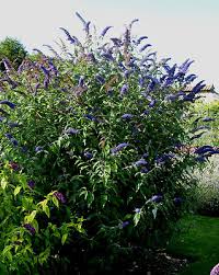 Image result for buddleia davidii