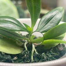 Image result for Aerangis collum-cygni