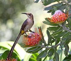 Garden Small Birds Of South Africa Male Cape Sugarbird By Reinhild Waschkies South African Birds South African Animals Beautiful Birds