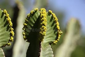 Image result for Lagenaria abyssinica