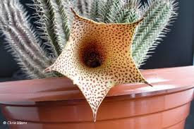 Image result for Stathmostelma