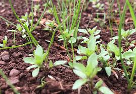 Perennial weeds perennial weeds are more of a problem because they can live for several years. Spray Weed Seedlings In New Sown Leys For Best Control Farmers Guide