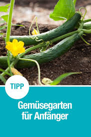 Gemusegarten Fur Anfanger Pflanzen Und Ernten Leicht Gemacht Garten Umgraben Gemuseanbau Und Gemuse Pflanzen