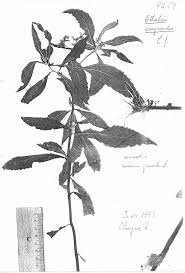 Image result for Ethulia conyzoides