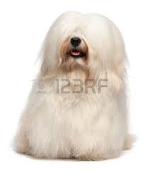 A Cute Happy Sitting Cream Havanese Male Dog With Long Hair Havanese Long Hair Styles Dogs
