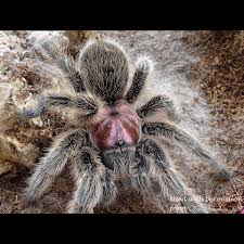 Image result for Rotala gossweileri