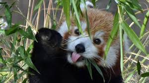 Image result for Pandiaka confusa