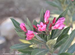 Heat milk in top of. Lady Finger Fruit Dessert Chef In Disguise