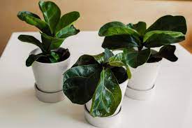 So only once you notice roots circling the outer edge of the pot, or masses of roots showing on the surface or coming out the bottom of the pot, is it time to repot. Wild Interiors What S Wrong With My Fiddle Leaf Fig How To Fix Common Fiddle Leaf Fig Issues
