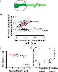 Dépôt gratuit d'emploi pour les tpe. Mechanical Force Induced Morphology Changes In A Human Fungal Pathogen Bmc Biology Full Text