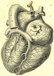 Framed Vintage Medical Print The Human Heart Picture Surgery Anatomy Art Medical Illustration Medical Drawings Heart Illustration