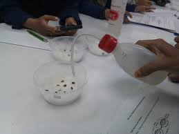 Eksperimen 4 percambahan biji benih. Amali Minggu 5 Percambahan Biji Benih 8 10 18