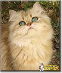 shaded golden persian cute cats beautiful cats cats